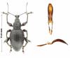 Otiorhynchus clavipes